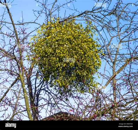 Mistletoe a parasitic plant hi-res stock photography and images - Alamy