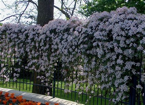 PLANTAS TREPADORAS DE CRECIMIENTO RÁPIDO PARA TU JARDÍN