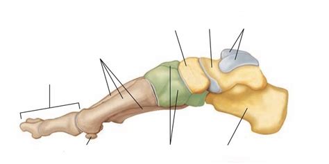 Right Medial Foot Anatomy