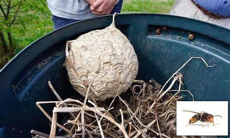 Biggest Asian Giant Hornet Nest Discovered In Jersey Compost Bin Daily Mail Online