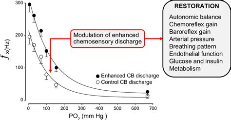 Carotid Body Chemoreceptors Physiology Pathology And Implications