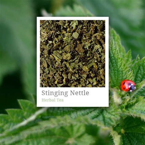 Stinging Nettle – Fuji | Speciality Tea and Coffee