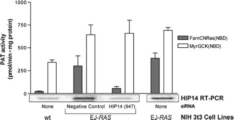 Hip Sirna Affects In Vitro Palmitoylation Of The Farncnras Nbd