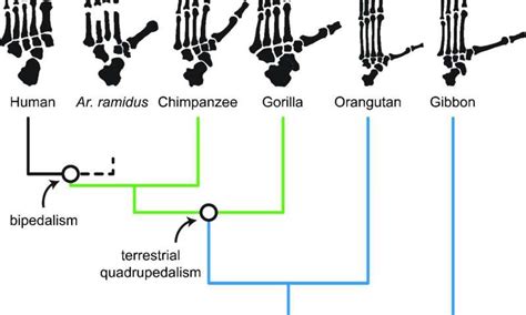 Human ancestors were 'grounded,' new analysis shows — Science Bulletin