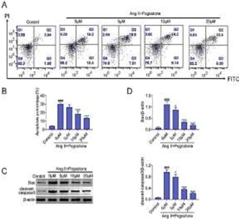 Figure From Pogostone Alleviates Angiotensin Ii Induced Cardiomyocyte