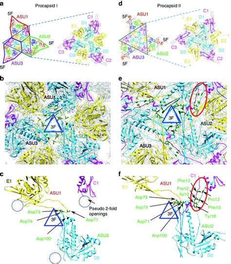 Inter-capsomere interactions. a Schematic representation of subunit ...