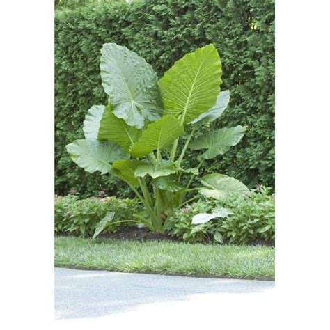 Longfield Gardens Alocasia Odora Upright Elephant Ear Bulb 62204011