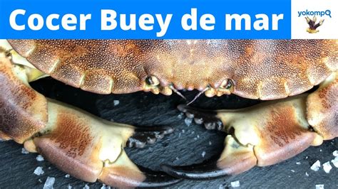 Cómo cocer Buey de mar Yokompo YouTube