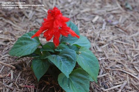 Plantfiles Pictures Salvia Scarlet Sage Scarlet Salvia Red Sage