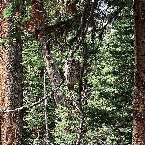 Boreal Owl From Arapaho Roosevelt National Forests Pawnee National