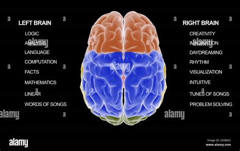 medical diagram illustrating   left side   brain works