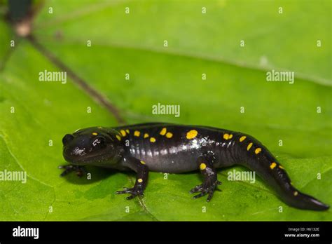 Salamander habitat hi-res stock photography and images - Alamy