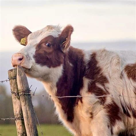 Pin De Morning Glory Meadow En Country Life Fotos De Vacas