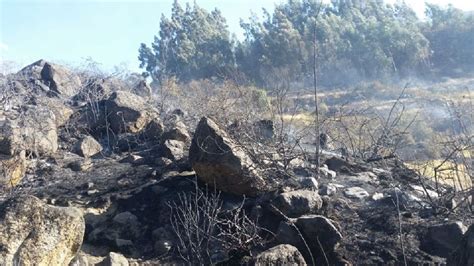 Áncash Un Incendio Forestal En Pariapata Afecta Bosques De Eucalipto Y