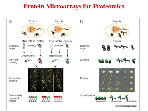 PPT Protein Microarrays For Cancer Biomarkers PowerPoint Presentation