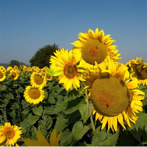 Edible sunflower seeds | Happy Green Shop