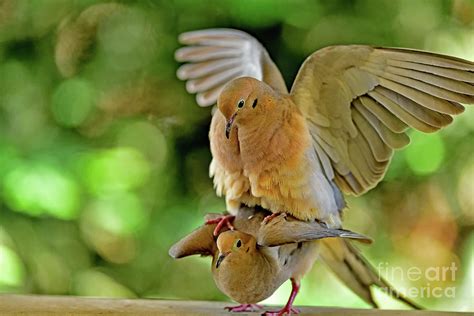 Mourning Dove Mating The Act One Photograph By Bipul Haldar