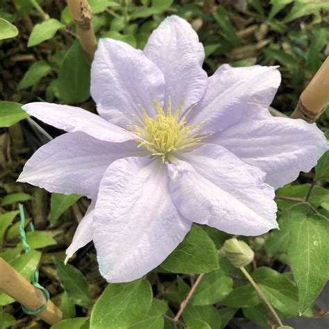 Boulevard Chelsea Clematis Garden Crossings