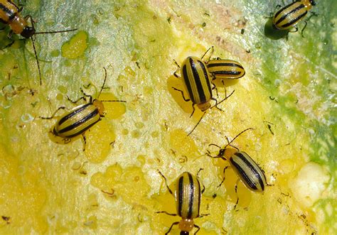 striped cucumber beetle (Acalymma vittatum) - Entomology Today