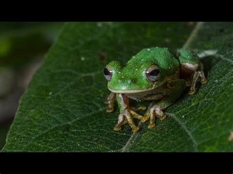 Rana Arbor Cola Calates Rheohyla Miotympanum Youtube