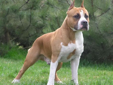 Walking American Staffordshire Terrier Photo And Wallpaper Beautiful