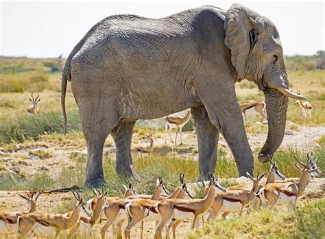 Namibia Elefant Big Five Kostenloses Foto Auf Pixabay Pixabay