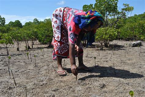 Loans Keep Women Afloat As They Plant Vanishing Mangroves In Kenya