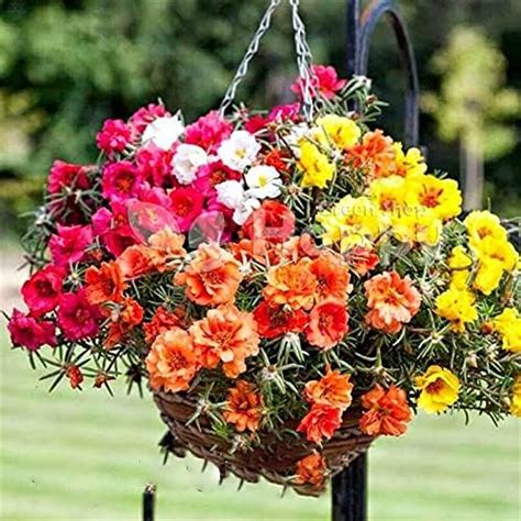 Trto Moss Rose Double 50 Seeds Portulaca Grandiflora Hanging