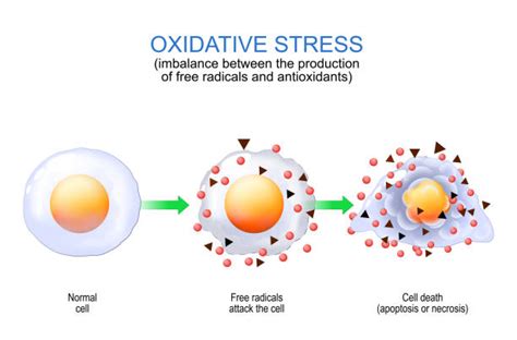 110+ Oxidative Stress Stock Illustrations, Royalty-Free Vector Graphics ...