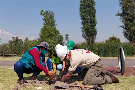 Realiza Gobierno De La Ciudad De México Jornada De Reforestación En El