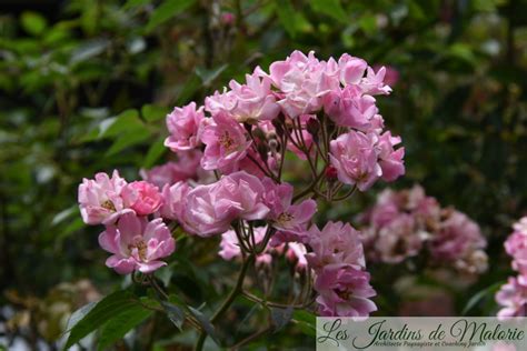 Focus Sur Le Rosier Marietta Silva Tarouca Les Jardins De Malorie