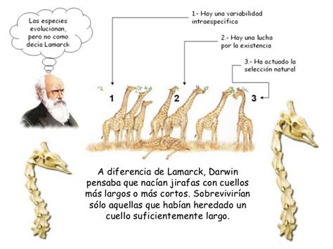 Triple C Teor A Evoluci N Seres Vivos Darwin