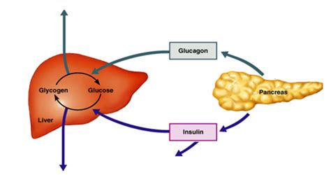 Glucose oxidase is an enzyme used in the glucose testing strip