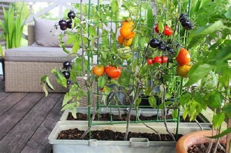 The Ultimate Guide To Balcony Vegetable Gardening