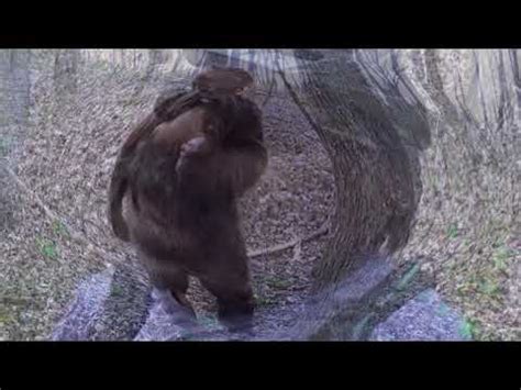 The Legend Of A Bigfoot – Bigfoot Sasquatch News