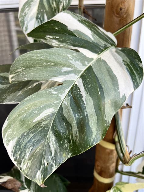 The Ultimate Epipremnum Pinnatum Variegata Care Guide AroidWiki