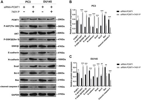 PCMT1 Regulates The Migration Invasion And Apoptosis Of Prostate