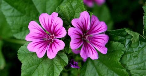 Malva Conhe A Os Benef Cios E Como Cultivar Esta Planta Medicinal