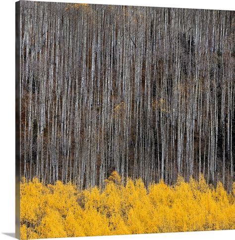 Aspen Trees IV | Great Big Canvas