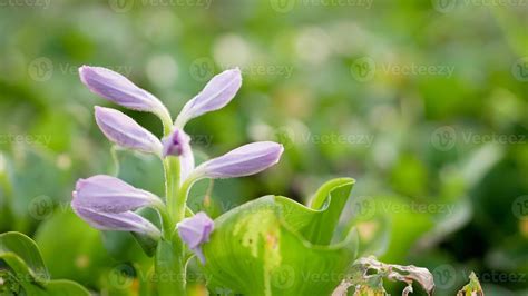 Common Water Hyacinth Or Eichhornia Crassipes 11190468 Stock Photo At