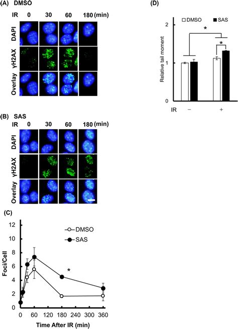 Sas Inhibits Cellular Dna Damage Repair The Effect Of Sas On Dna