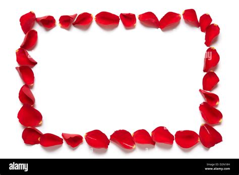 Red rose petal rectangle border on white background Stock Photo - Alamy