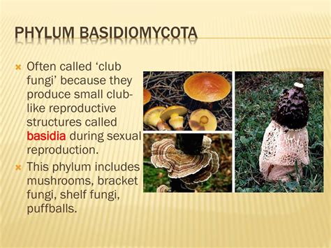 Ppt Kingdom Fungi Powerpoint Presentation Free Download Id2034565