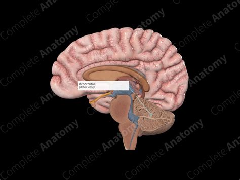 Arbor Vitae | Complete Anatomy