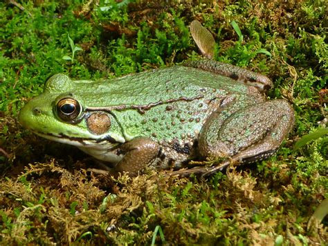 Northern green frog - Wikipedia