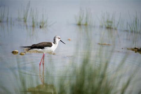 Fotos gratis naturaleza pájaro Desierto fauna silvestre reflexión