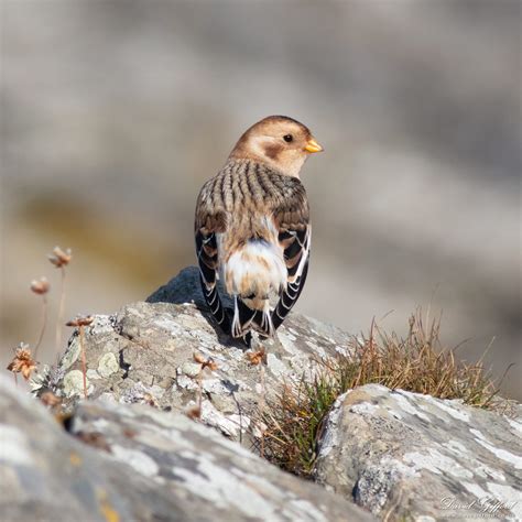 Snow Bunting II | David Gifford Photography