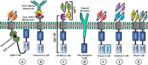 Schematic Of Various Chimeric Antigen Receptor Car A Split Signal