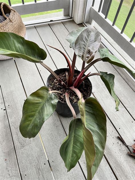 Identification Of Tropical Woody Plants In The Ab