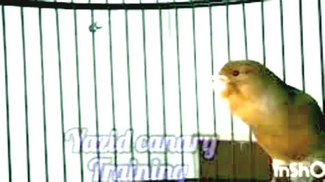 Unique And Amazing Best Canary Waterslager Singing Canary Training